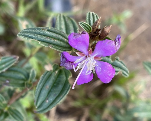 Tibouchina aspera Aubl.