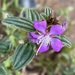 Tibouchina aspera - Photo (c) Virginia, all rights reserved, uploaded by Virginia