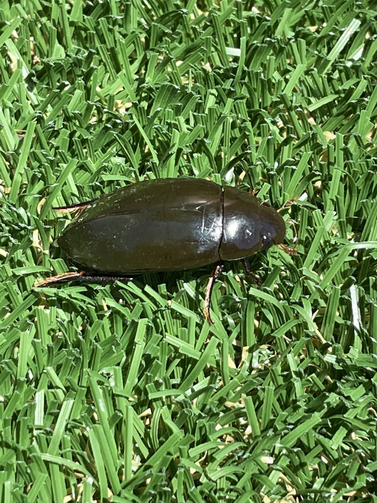 Giant Water Scavenger Beetle from Greenbrook Elementary School