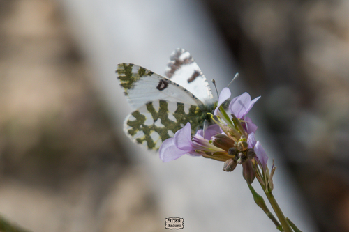 Euchloe aegyptiaca