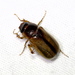 Cuban May Beetle - Photo (c) Jay L. Keller, all rights reserved, uploaded by Jay L. Keller