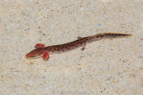 Gulf Coast Waterdog