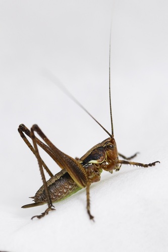 Portuguese Mountain Bush-cricket