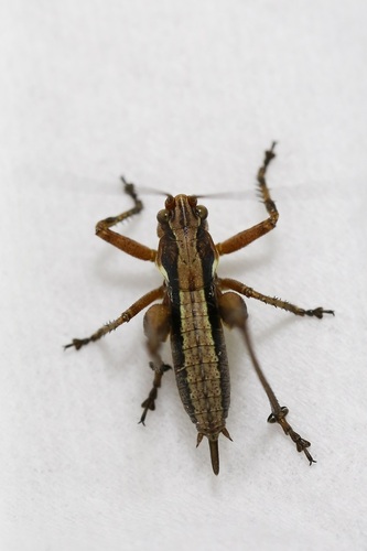 Portuguese Mountain Bush-cricket