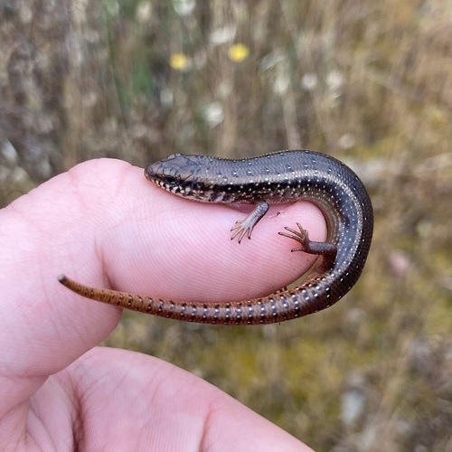 Ocellated Bronze Skink