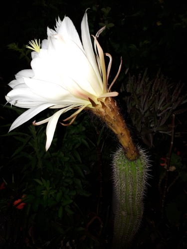 Simpson's applecactus (Harrisia simpsonii)