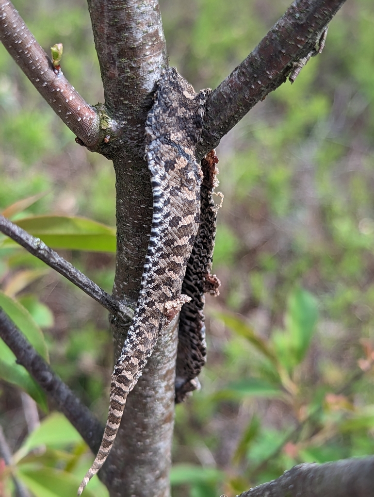 Eastern Hognose Snake from Corwith Township, MI, USA on May 14, 2023 at ...