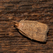 Dotted Leaftier Moth - Photo (c) Timothy Reichard, all rights reserved, uploaded by Timothy Reichard
