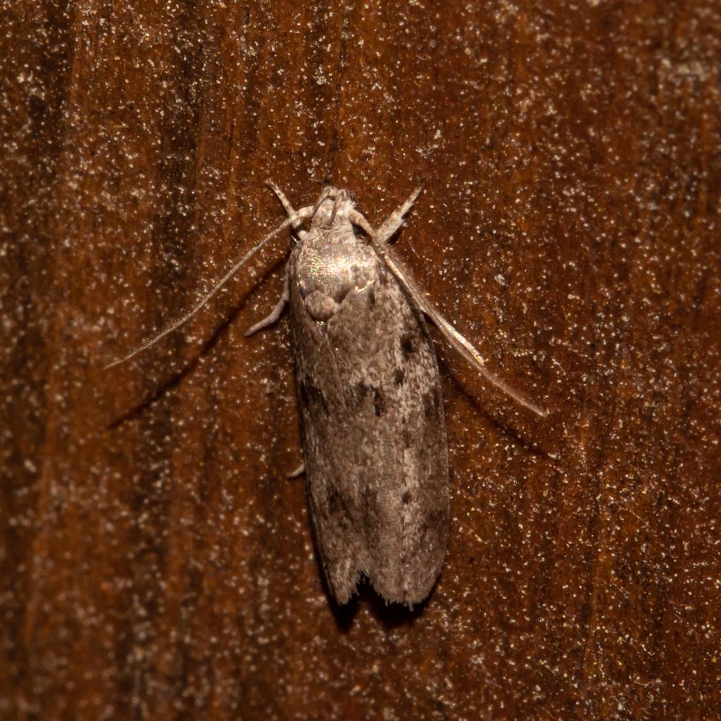 Dotted Antaeotricha Moth from Anne Arundel County, MD, USA on May 13 ...