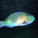 Dhofar Parrotfish - Photo (c) John Hoover, all rights reserved, uploaded by John Hoover