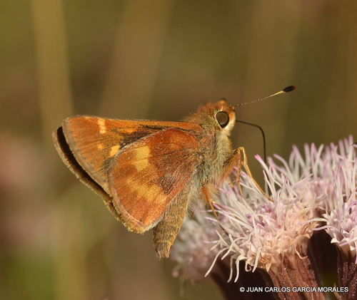 Mexican Umber Skipper