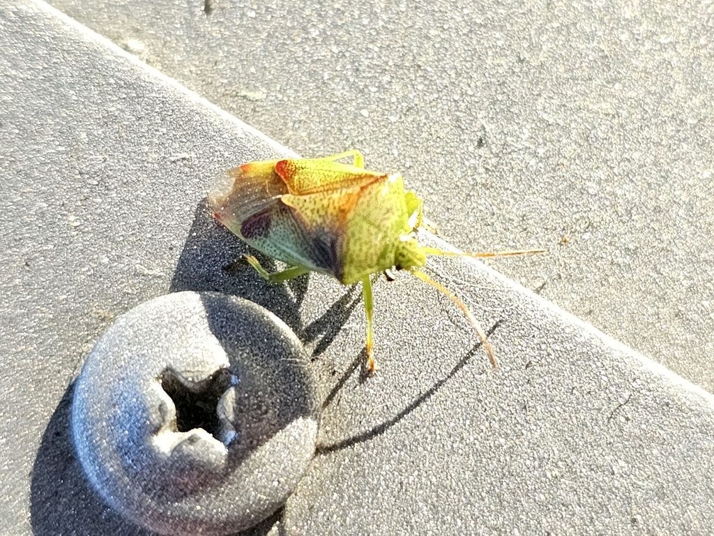 Red-cross Shield Bug from Olympia, WA, USA on May 14, 2023 at 07:30 AM ...