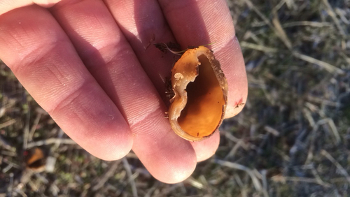 iNaturalist observation photo of Cups