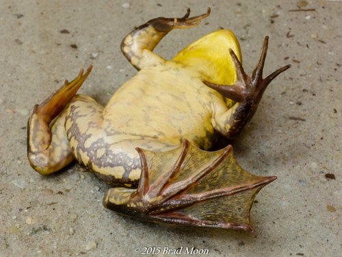 Pig Frog