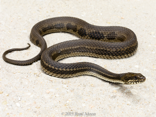 Saltmarsh Snake