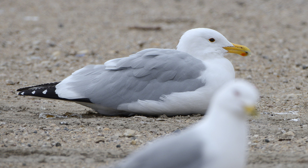 California × Herring Gull from Portage la Prairie Landfill on April 29