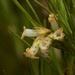 Dracophyllum ophioliticum - Photo (c) Andy MacDonald, all rights reserved, uploaded by Andy MacDonald
