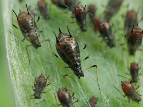 Mountain Cornflower Aphid