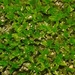 Pointed Lattice-Moss - Photo (c) Eugenio Marchesi, all rights reserved, uploaded by Eugenio Marchesi