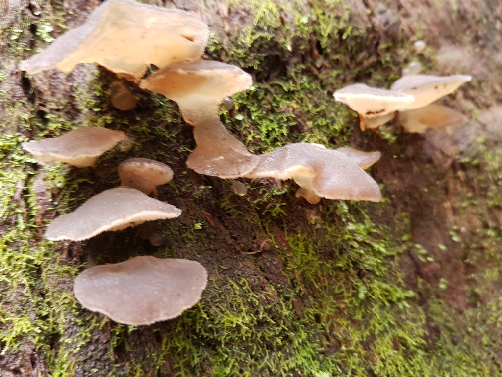 Toothed Jelly Fungus from Balook VIC 3971, Australia on May 13, 2023 at ...