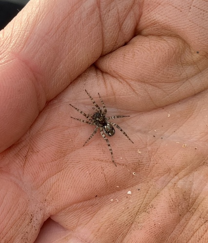 Sand Bear Spider