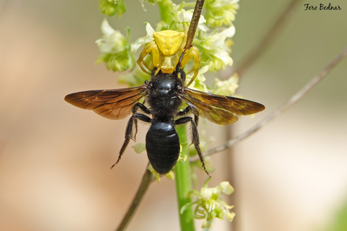 Thomisus onustus