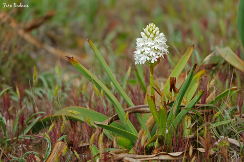 Anacamptis pyramidalis