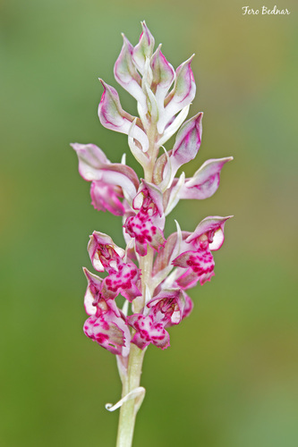 Coriophorae