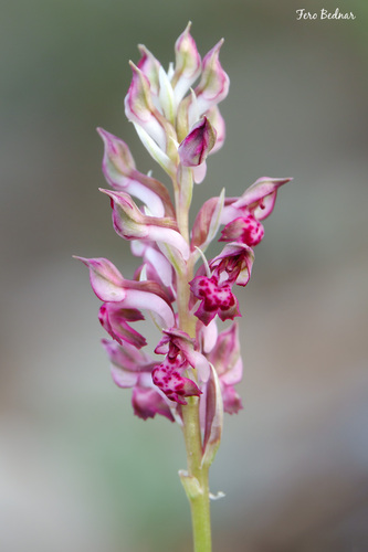 Anacamptis fragrans