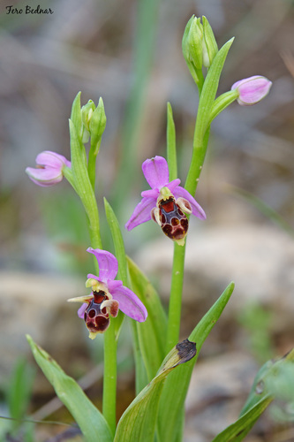 Ophrys oestrifera