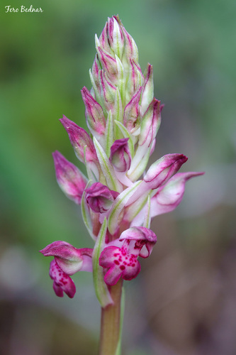 Anacamptis fragrans