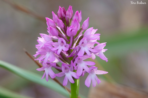 Anacamptis pyramidalis