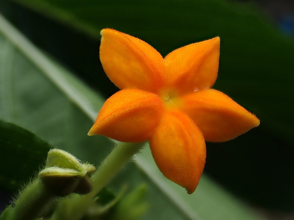 Mussaenda macrophylla (Mussaenda macrophylla)