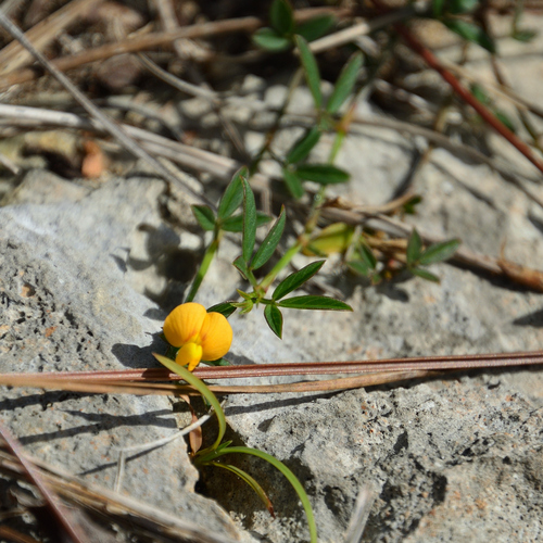 Everglade Key Pencilflower (Stylosanthes calcicola)