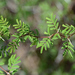 Vachellia farnesiana pinetorum - Photo (c) Pablo L Ruiz, todos los derechos reservados