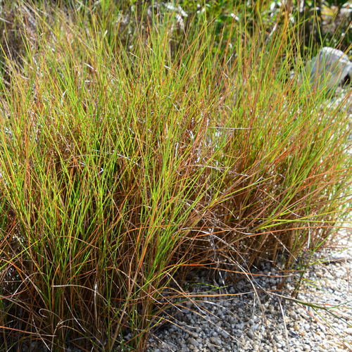Schizachyrium rhizomatum (Swallen) Gould