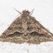 Signate and Mesquite Looper Moths and Allies - Photo (c) Timothy Reichard, all rights reserved