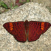 Mariposas Topacio - Photo (c) Indiana Cristo, todos los derechos reservados, uploaded by Lepidoptera Colombiana
