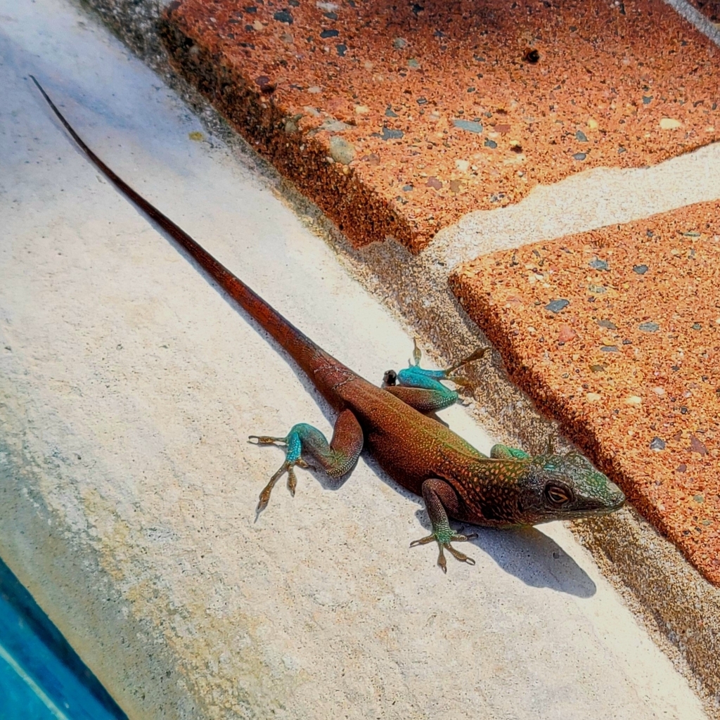 Graham's Anole From North Shore Village On May 14, 2023 At 12:39 PM By ...