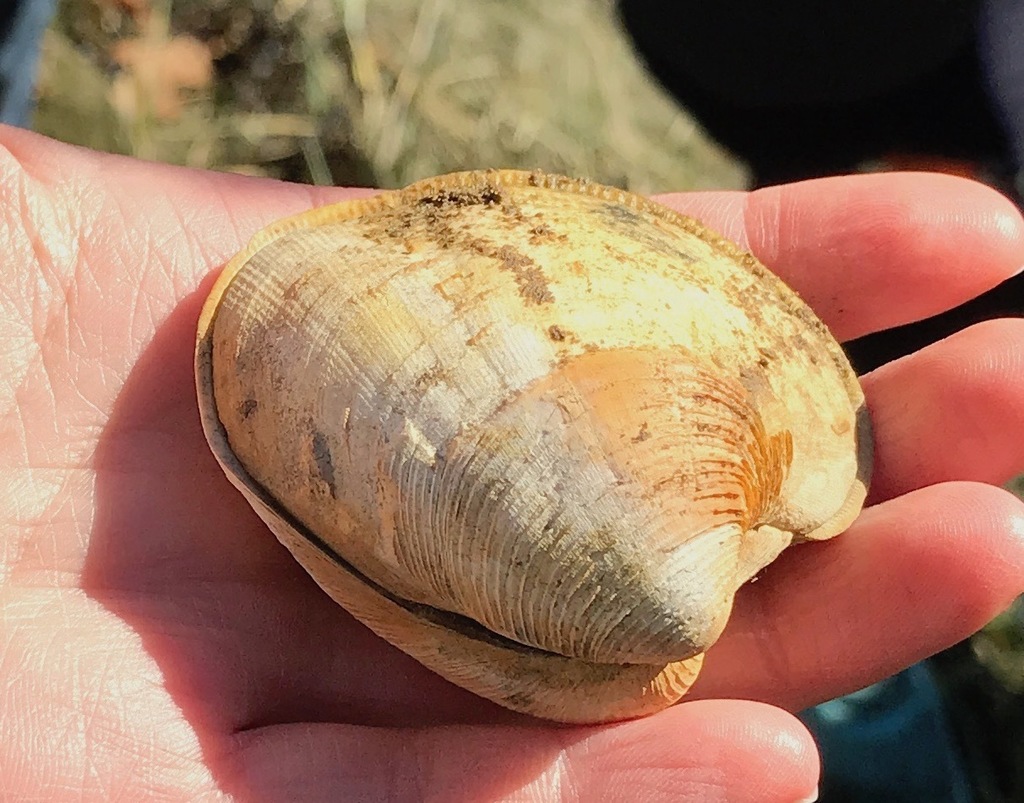 Northern Quahog from Boothbay Harbor, ME, USA on October 18, 2018 at 01 ...