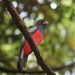 Black-tailed Trogon - Photo (c) patrickc, all rights reserved, uploaded by patrickc