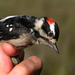 Downy Woodpecker (Willow) - Photo (c) Chris McCreedy, all rights reserved, uploaded by Chris McCreedy