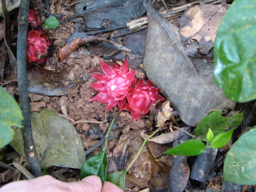 Balanophoraceae image