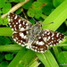 Indian Grizzled Skipper - Photo (c) Rajib Maulick, all rights reserved, uploaded by Rajib Maulick