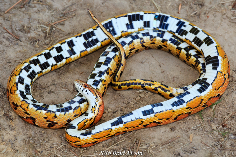 Corn Snake Belly