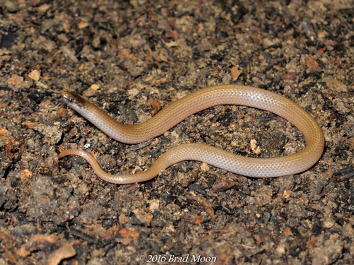 Flat-headed Snake
