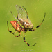 Arañas de Telas Orbiculares - Photo (c) Brad Moon, todos los derechos reservados, uploaded by Brad Moon