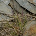Deyeuxia lacustris - Photo (c) Andy MacDonald, todos los derechos reservados, subido por Andy MacDonald