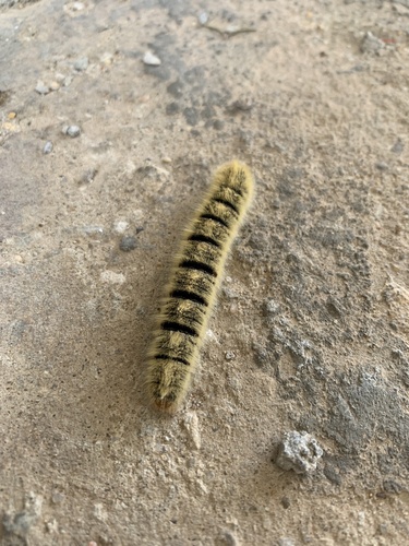 Grass Eggar