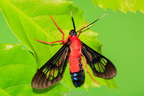 Scarlet-bodied Wasp Moth